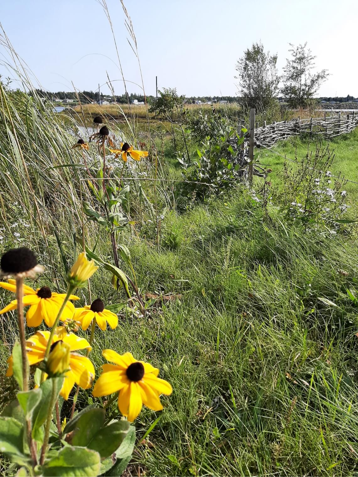 cotes vivantes environnement